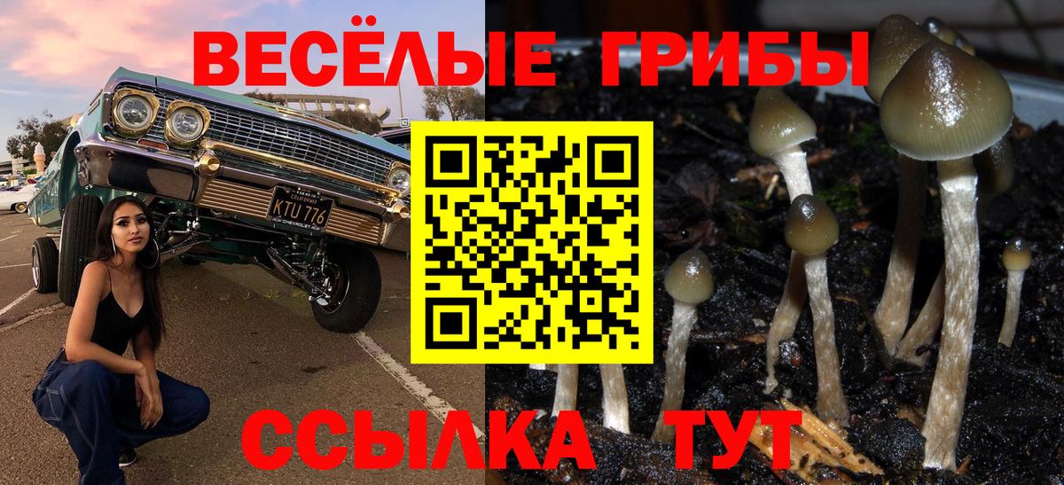 Псилоцибиновые грибы Psilocybe Тобольск